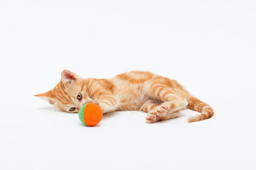Red striped kitten plays with toy ball, isolated on white background. Adorable tabby baby cat. Animal. Cute young pet.