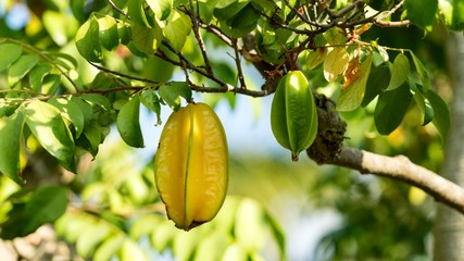 Close-up of Carambola starfruit growing on branch with green leaves, Israel.