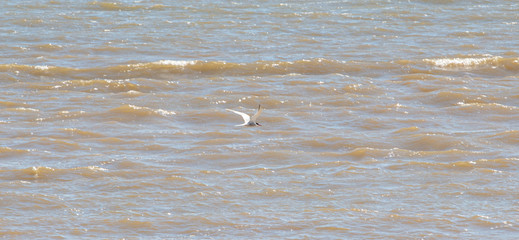 A Tern flies over the ocean