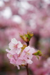 河津桜の花