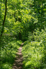 A footpath in the sprintime forest