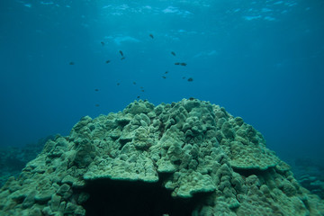 Fototapeta na wymiar Underwater Coral Reef in Hawaii
