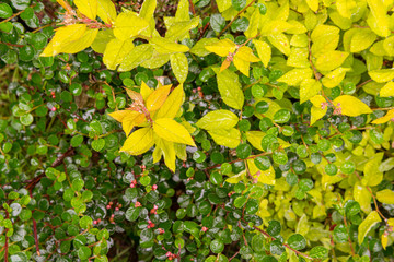 A lot of different multicolored leaves of different flowers and plants with many drops after the rain