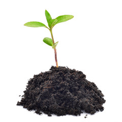 Sunflower sprout on ground isolated on white