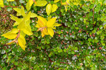 A lot of different multicolored leaves of different flowers and plants with many drops after the rain