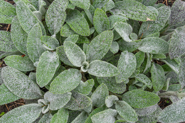 Beautiful flowers woundwort after the rain with drops on its leaves