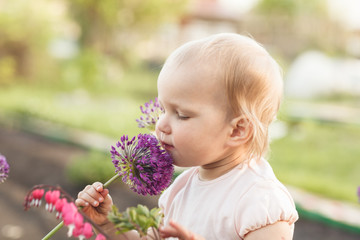 Cute baby girl smelling purple Allium flower in the garden