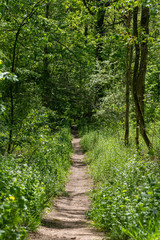 A footpath in the sprintime forest