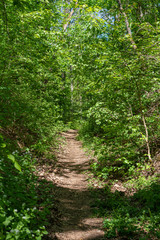Fototapeta na wymiar A footpath in the sprintime forest
