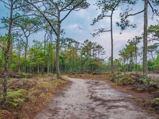 Fototapeta premium Nature trail in the morning on Phu Kradueng mountain national park in Loei City Thailand.Phu Kradueng mountain national park the famous Travel destination