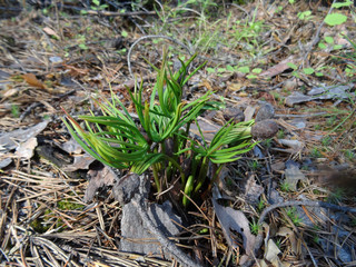 young green shoots sprouted from the pine nuts