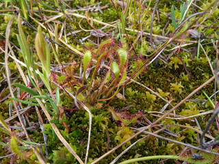carnivorous Plant Sundew in a bog.