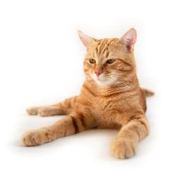Fototapeta na wymiar Orange cat. Portrait of tabby ginger cat over white background, wide angle. Adorable pet posing at studio. Cute domestic animal.