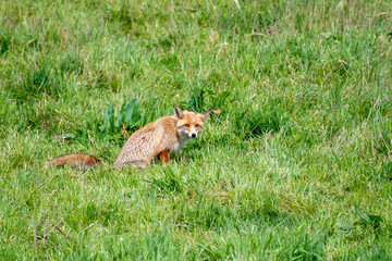 fox sitting in grass in Luxembourg