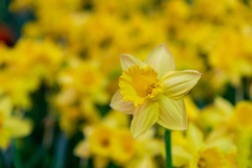 Blurred : Amazing Yellow Daffodils flower field in the morning sunlight. The perfect image for spring background