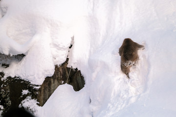 Snow monkey climbing snow in the mountains, Jigokudani Monkey Park in Japan.