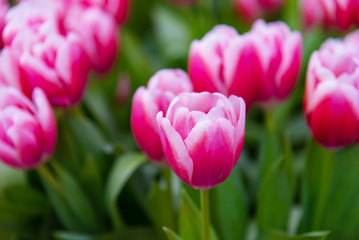 Pink tulips flowers in the garden