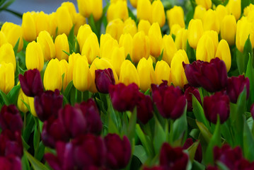 Multicolored vibrant Dutch tulip fields in spring the new season