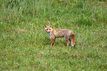 red fox in the wild in Luxembourg