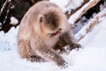 The snow monkey is looking for food pellets that the staff scatters, Jigokudani Monkey Park in Japan.
