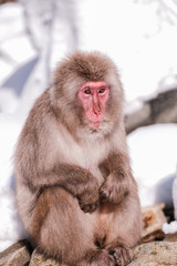 Snow monkeys, which seem to be the oldest in the group, looking at tourists, Japan.