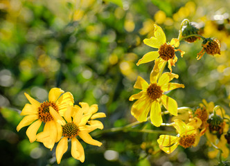 Yellow flowers in the morning sun