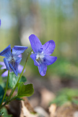 Violas in the forest