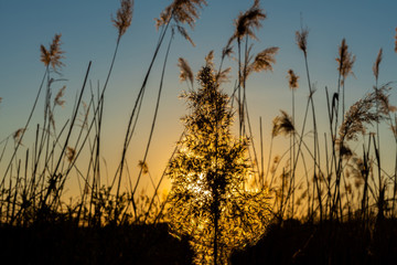 Fototapeta premium Reeds during sunset