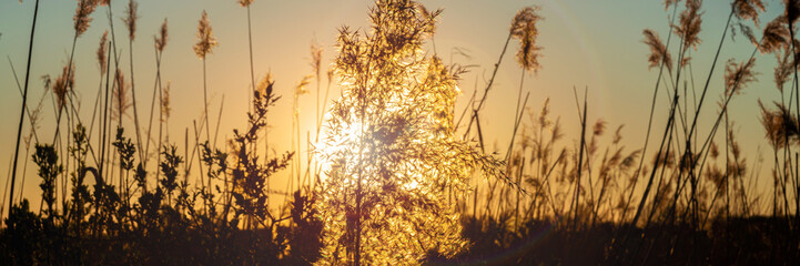 Obraz premium Reeds during sunset
