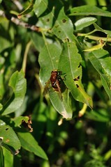 Sirfido, mosca abeja en primavera