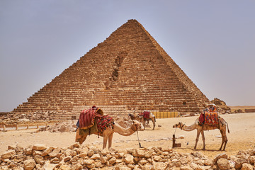 Camels in front of the Pyramid of Menkaure