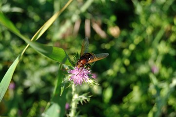 Sirfido, mosca abeja en primavera