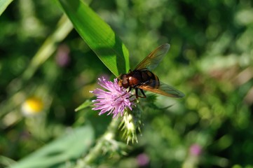Sirfido, mosca abeja en primavera