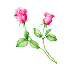 Hand drawn vector watercolor pink English Roses. Romantic background for web pages, wedding invitations, wallpaper.