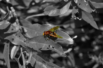 Sirfido, mosca abeja en primavera