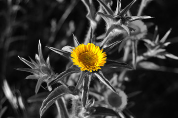 Flor silvestre amarilla en primavera con fondo en blanco y negro © alfonsosm