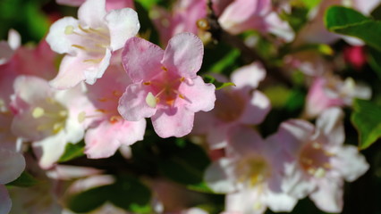 Fototapeta na wymiar Branches of a flowering bush in a park in spring