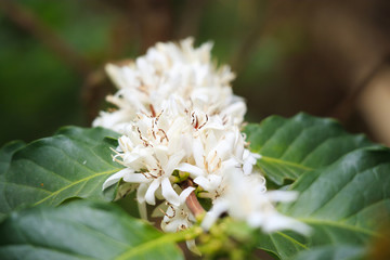 White coffee flowers in green leaves tree plantation close up
