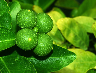 Green lemons on the tree have water droplets. The freshness of nature.