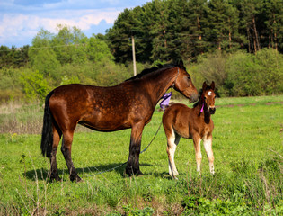 Obraz na płótnie Canvas beautiful slender brown mare walks on the green grass in the field, along with small cheerful foal. Horses graze in a green meadow on asunny day.