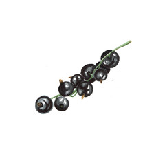 Watercolor illustration of black currant berries on a white background