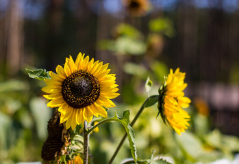 sunflower in the field