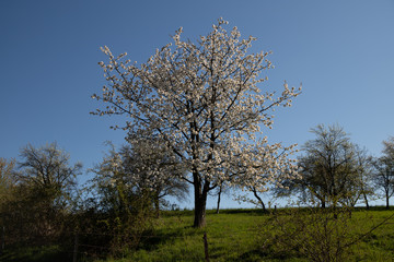 Fields, meadows, forests
