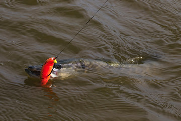 European or northern (Esox lucius),  pike caught on spinning. Soft bait fishing