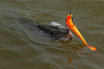 European or northern (Esox lucius),  pike caught on spinning. Soft bait fishing