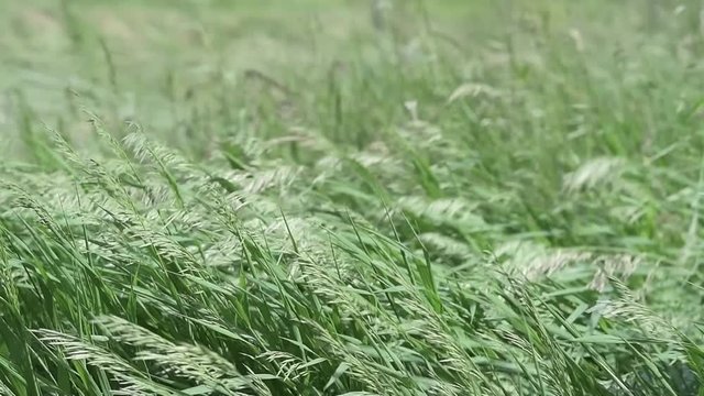 Erba al vento rallenty in 4k