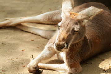 昼寝するカンガルー
