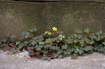 a small green clover grass with a yellow flower grows through the concrete