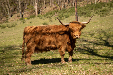 Farm animals.