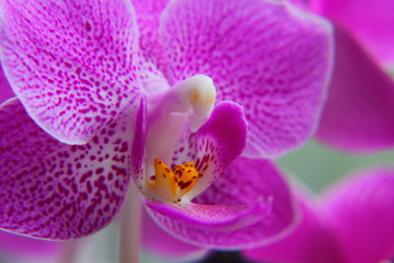 Naklejka na ściany i meble purple pink orchid petals close-up